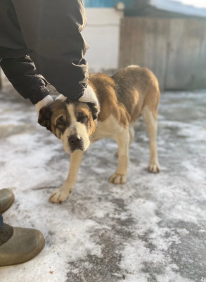 Доставка собаки  из Ижевска в Киров