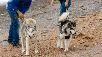 Сколько стоит доставка 3 собак - маламута, хаски, Московской Сторожевой недорого из Симферополя в Краснодар