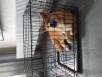 Перевезти Перевоз щенку В клетке из Воткинска в Новосибирск