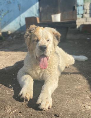 Доставка собаки  дешево из Россия, Нижнего Новгорода в Армению