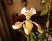 Доставить Орхидея башмачок, кивано,банан из Омска в Аромата