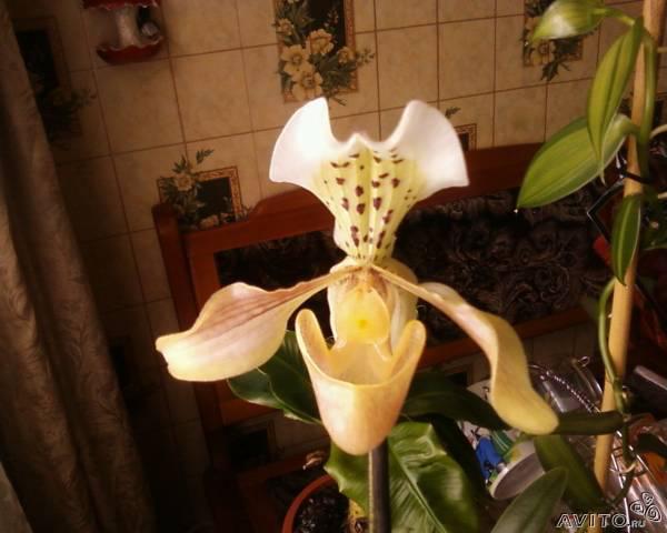 Доставить Орхидея башмачок, кивано,банан из Омска в Аромата