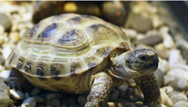 Сколько стоит доставка сухопутной черепахи недорого из Улан-Удэ в Москву