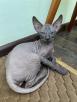 Сколько стоит перевозка котенка недорого из Биробиджана в Магадан