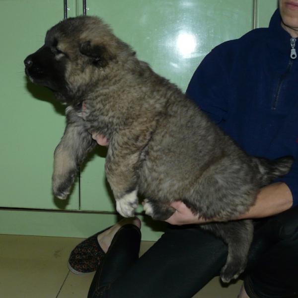 Перевезти щенка из Киреевска в Санкт-Петербург