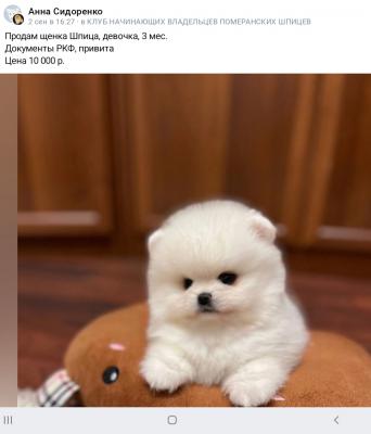 Перевезти щенка дешево из Сыктывкара в Санкт-Петербург