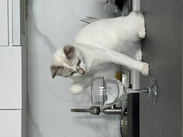 Перевезти кошку автотранспортом из Грузия, Батуми в Россия, Красноармейск