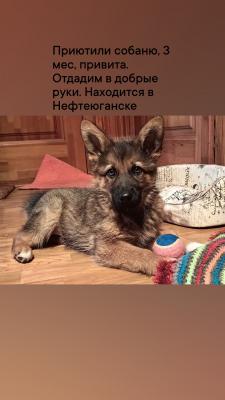 Отвезти собаку  автотранспортом из Нефтеюганска в Ханты-Мансийск