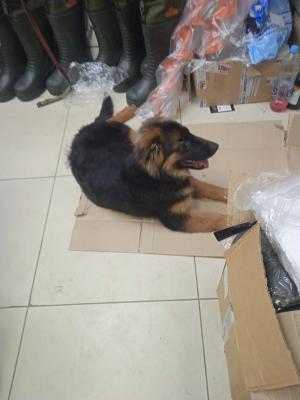 Перевозка щенка немецкой овчарок 4 месяца из Ульяновска в Сыктывкар