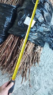 Грузовые перевозки саженцев растений на газели догрузом из Новороссийска в Ростов-на-Дону