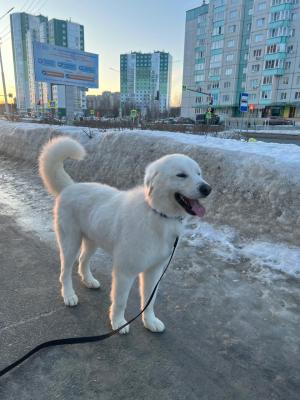 Грузоперевозки собаки  дешево догрузом из Сургута в Томск