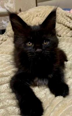 Заказать газель недорого из Калининграда в Москву