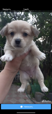 Сколько стоит перевезти на газели из Курска в Москву