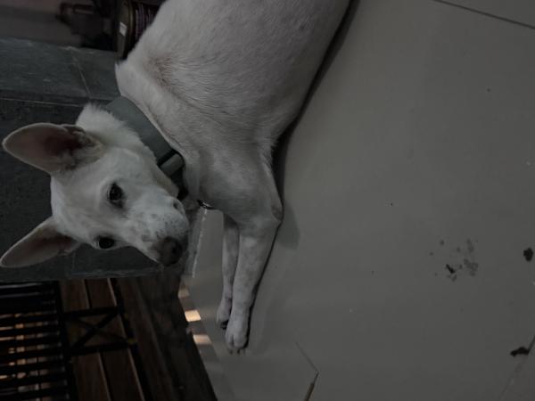 Перевозка собаки из Индонезии в Россия, Москву