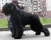 Доставить собак недорого из Ломоносовского района в Санкт-Петербург