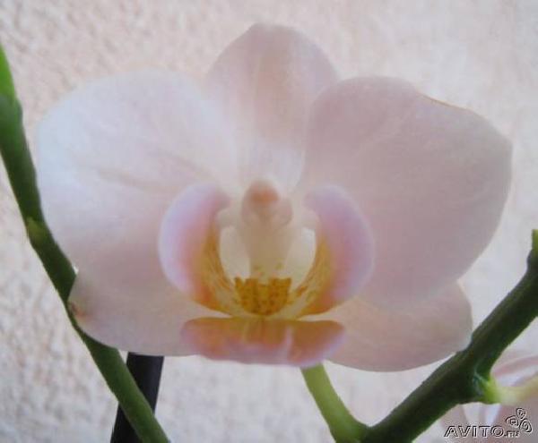 Отправить Цветущая Орхидея Фаленопсис по Санкт-Петербургу