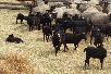 Аренда скотовоза для племянное овец из Россия, Калуга в Киргизия, Ош