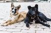 Перевезти 2х собак из Москвы на Украину из Россия, деревня Дудкино в Украина, Томашполь