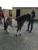 Сколько стоит перевезти лошадь недорого из Ростова-на-Дону в Москву