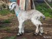 Перевозка коз дешево из Мезмая в Белгород