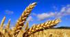 Заказать газель перевезти зерно и семена (насыпью) из Саратовской области в Беслана