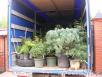 Сколько стоит перевозка декоративных растений В контейнерах их питомника из Вереи в Йошкар-Олу