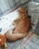 Сколько стоит доставка кошки недорого из Казани в Москву