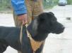 Транспортировка собаки  недорого из Астрахани в Гатчину