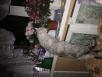 Перевозка кошки недорого из Уфы в Сургут