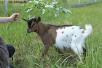 Аренда скотовоза для камерунского козлика из Каширы в Златоуста
