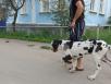 Перевезти щенка немецкого дога из Острогожска в Москву