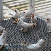 Перевозка голубей из Краснодарского края (р-нашего Лабинский) в Санкт-Петербург