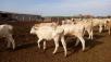 Прицеп для перевозки крупного рогатого скота из Пугачева в Саратов