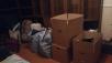 Перевозка недорого 4 коробок С вещами, 2 маленьких  коробок С книгами, комнатных растений упакованных (2 ведра), 2 сумок С вещами по Москве