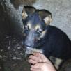 Перевозка щенка недорого из Армения, Ванадзор в Россия, Сочи