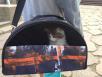 Перевезти кошку автотранспортом из Севастополя в Санкт-Петербург