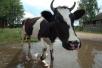 Доставить корову недорого из Тюмени в деревню Дербыши