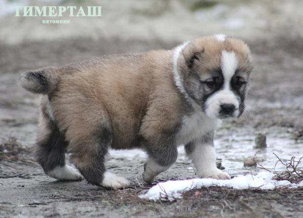 Сколько стоит перевезти собак недорого из Санкт-Питербурга в Мурманск