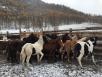 Транспортировка жеребят из Горно-Алтайска в Набережные Челны
