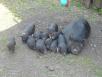 Отвезти свиней вьетнамские В клетках дешево по Черноголовке