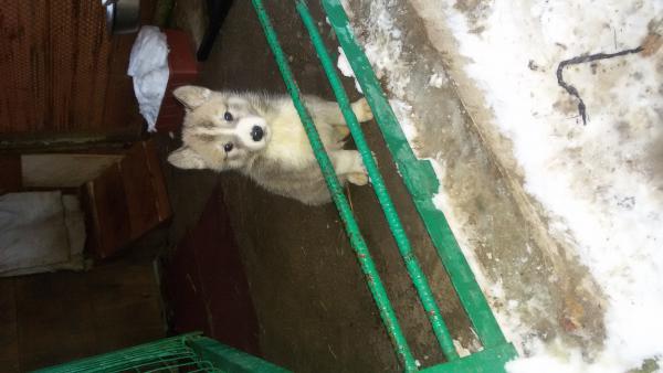 Перевозка собаки  из Улан-Удэ в Плесецк