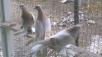 Перевозка голубей недорого из Ишима в Пятигорск