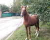 Перевозка лошади из Ейска в Иваново