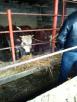 Доставить быка дешево из Краснодара в Владикавказ