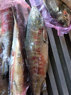 Доставка рыбы из Хабаровска в Нерюнгри