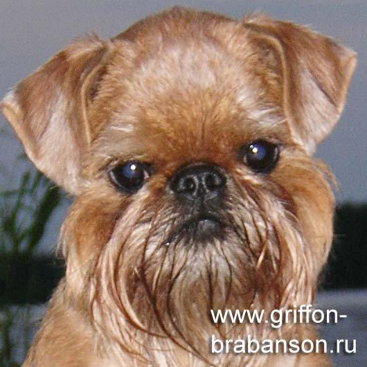 Доставить собак дешево из Рязани в Екатеринбург