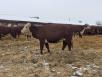 Сколько стоит транспортировать коров недорого из Хабаровска в Читу