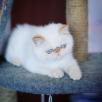 Сколько стоит отвезти экзотический котенка недорого из Подольска в Ростов-на-Дону