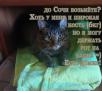Услуга по транспортировке кота из Москвы в Сочи
