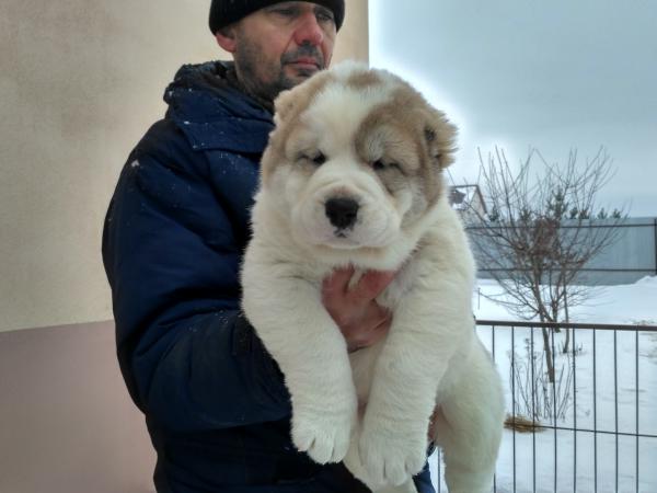 Отвезти собака(щенок) вес 15 кг из Москвы в Барнаул